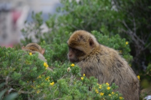 Macaca Monkeys