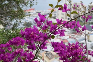 Flowers on the walk down the Rock of Gibraltar
